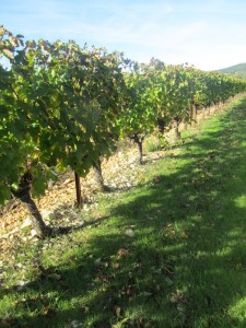 Vignes de Montcalmès